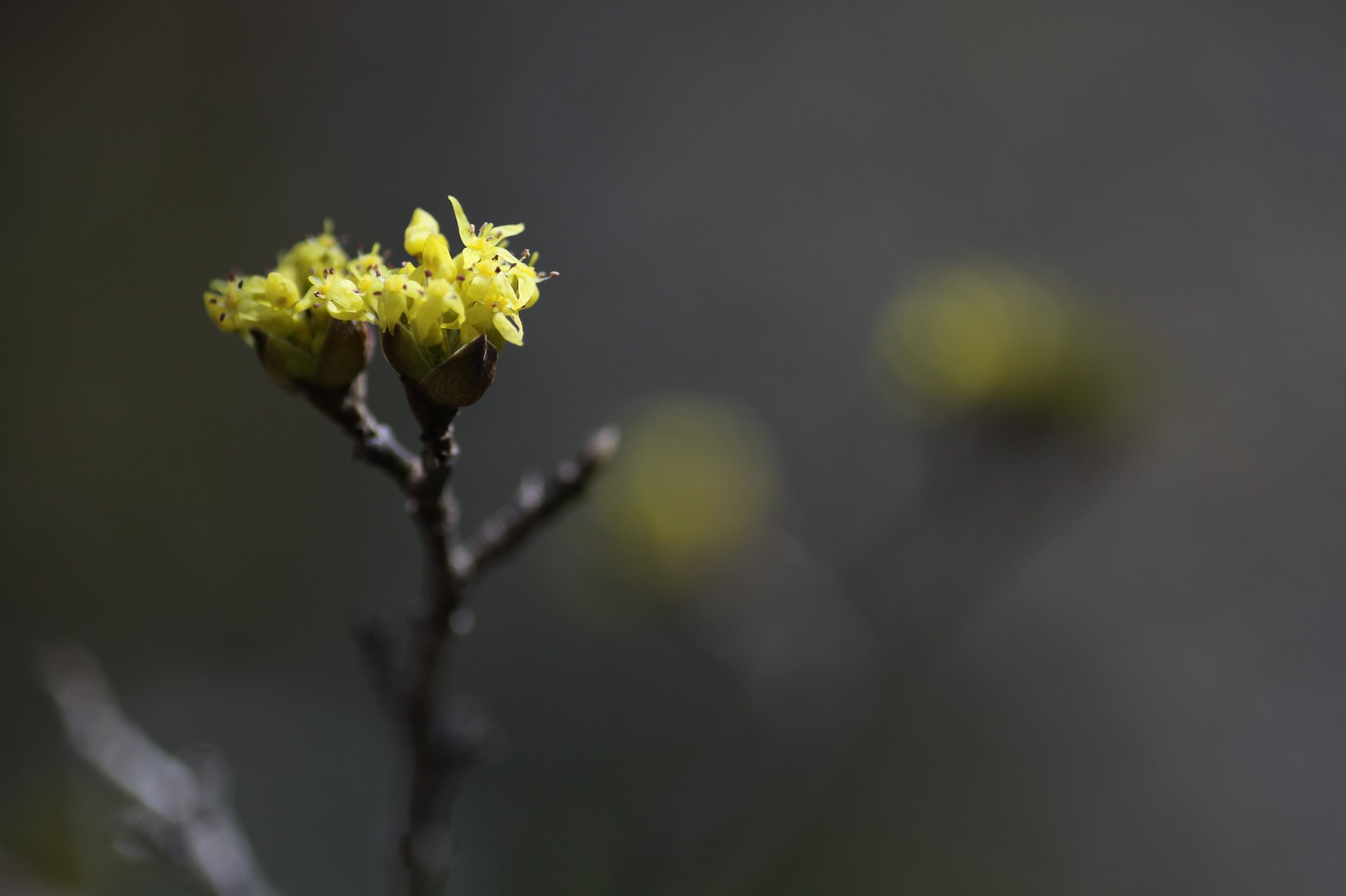 Tamron 90mm f2.8 macro 172E