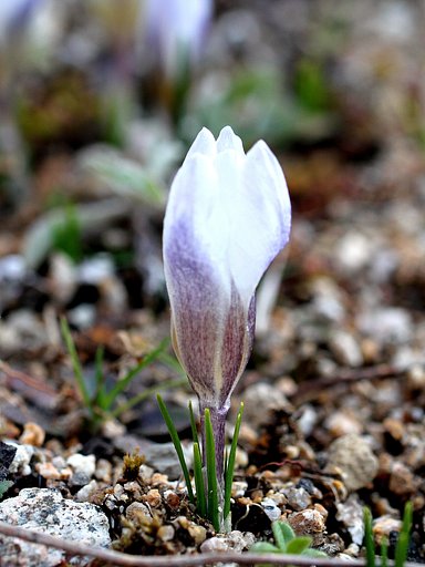 地面から伸びた花