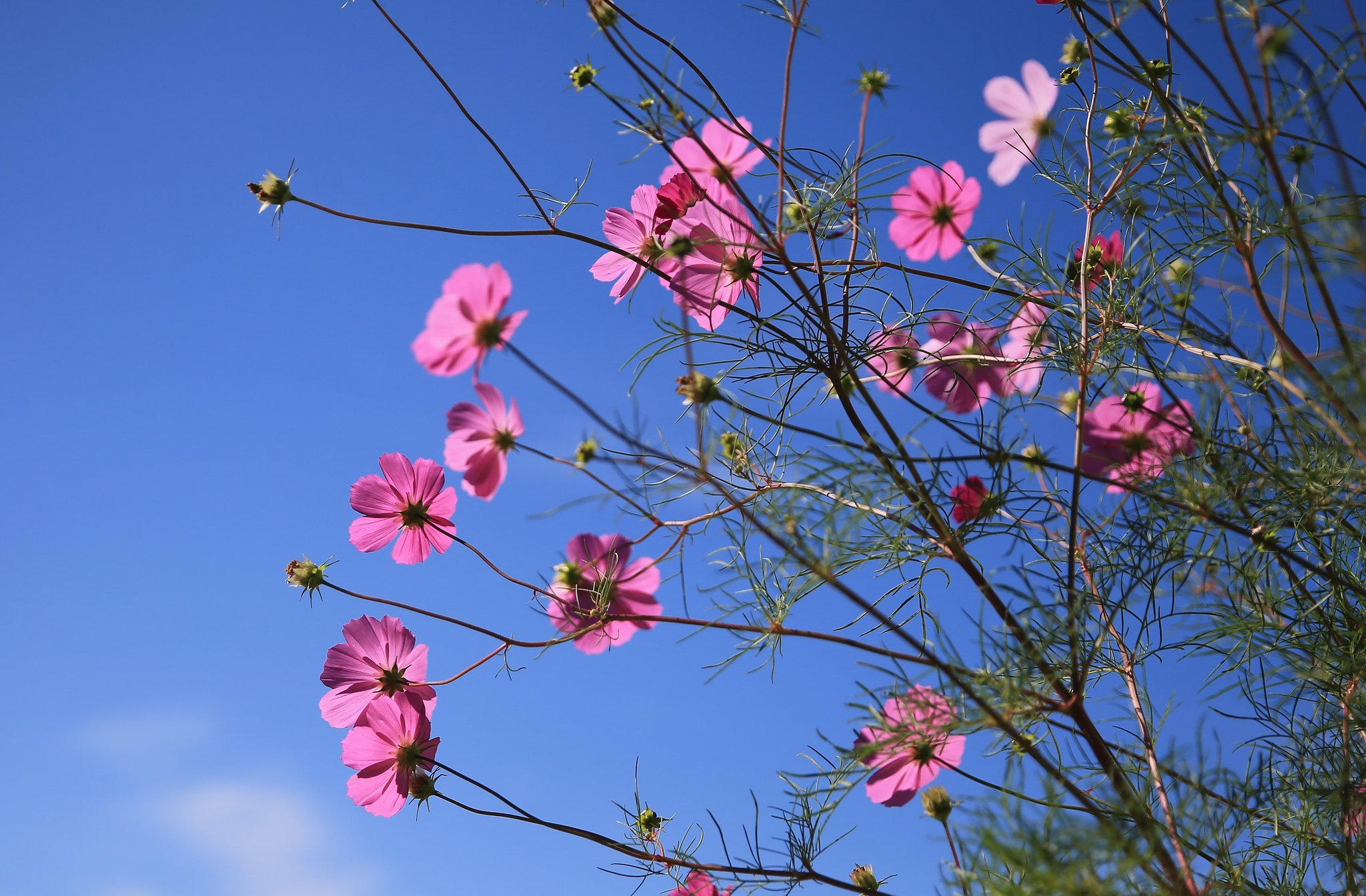 秋桜