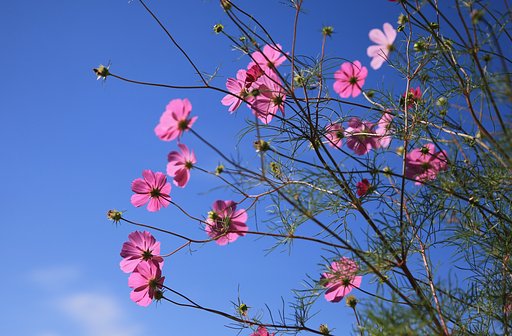 秋桜