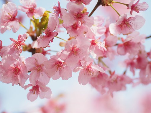 春の慶び