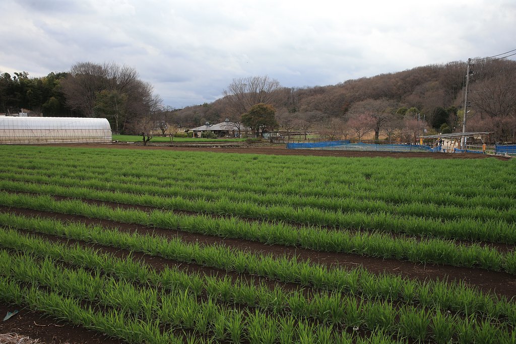 緑肥用の麦の列