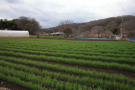 緑肥用の麦の列