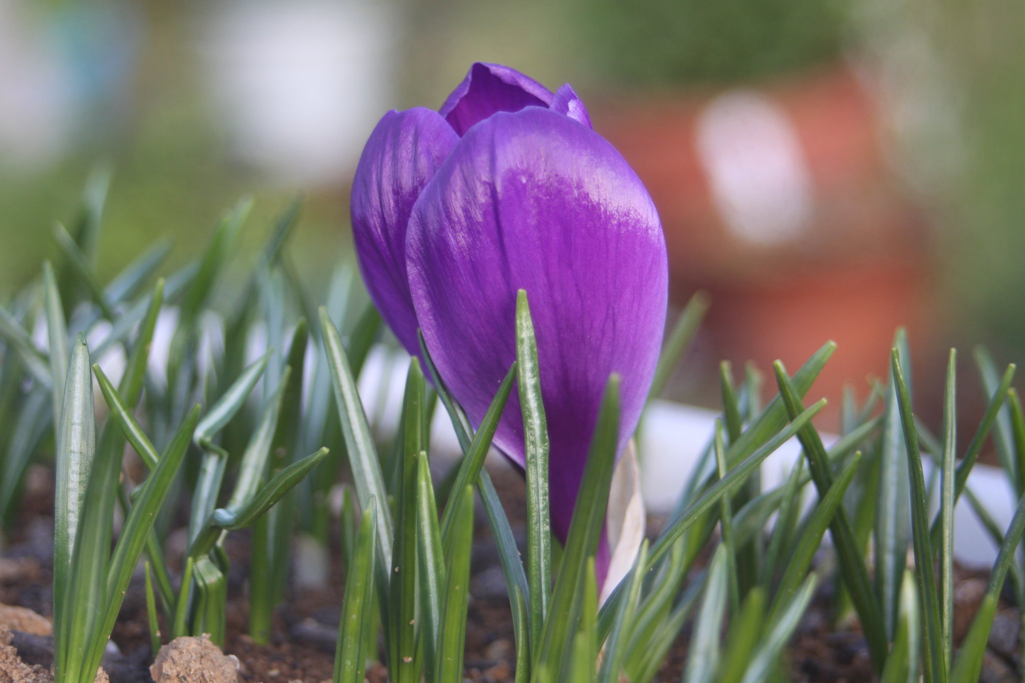 Canon ZOOM LENS EF 28-80mm F3.5-5.6　Ⅱ