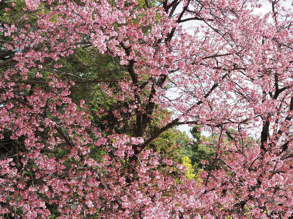 桜第一陣～新宿御苑２～