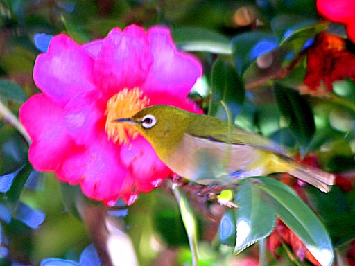 山茶花とメジロ