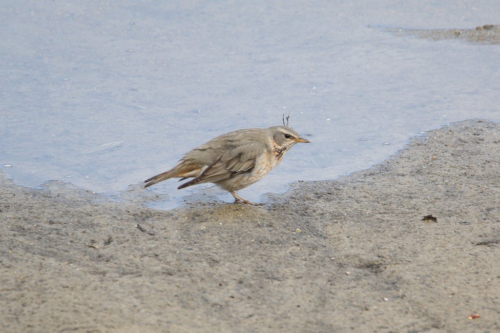 ハチジョウツグミ？