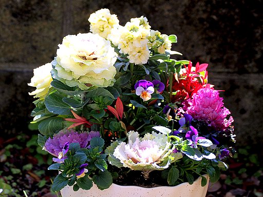 寄せ植え