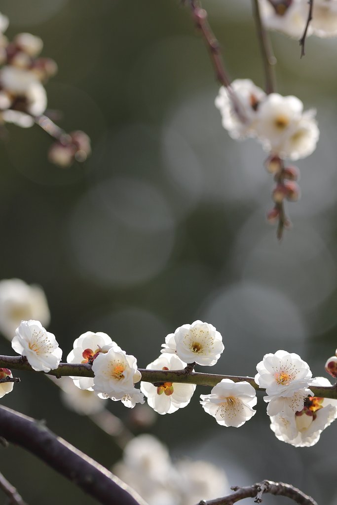 梅っす
