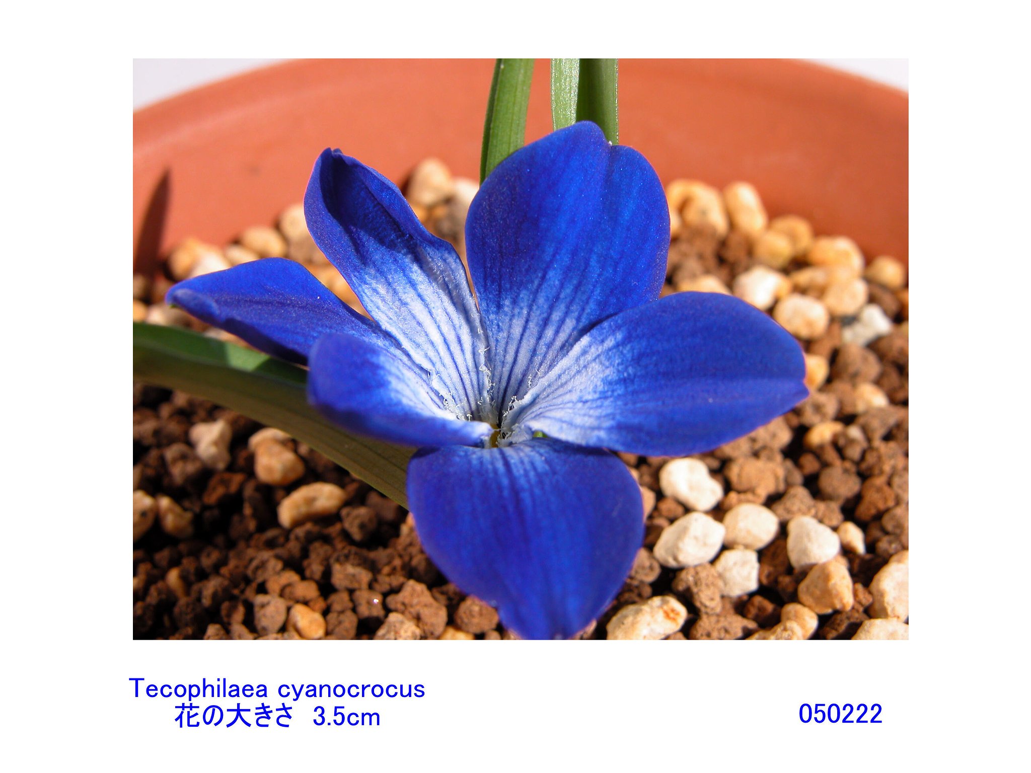 Tecophilaea cyanocrocus