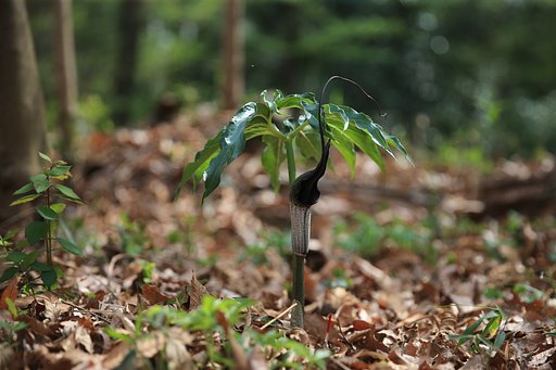 春の里山に妖怪現る！