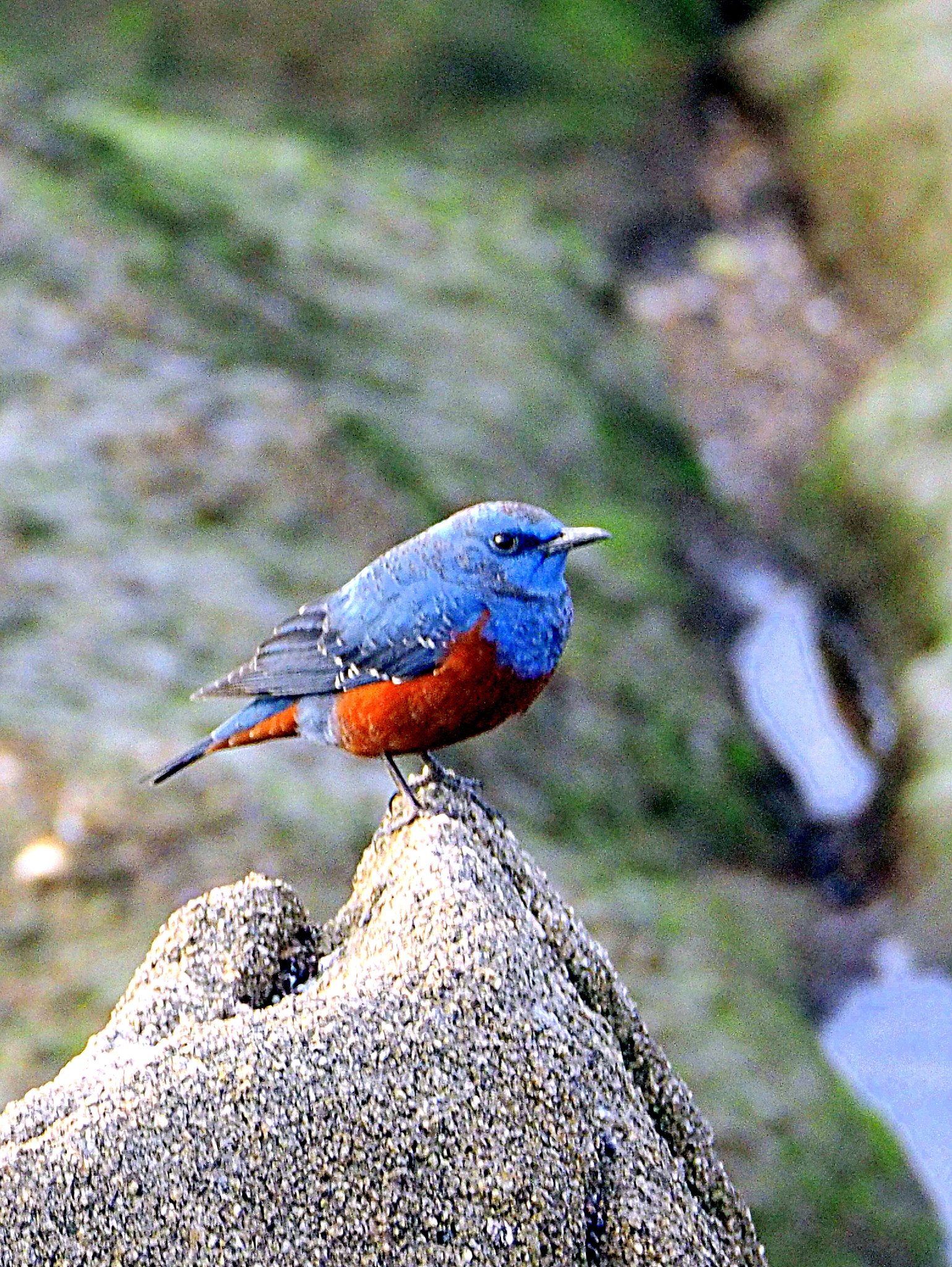 青い鳥