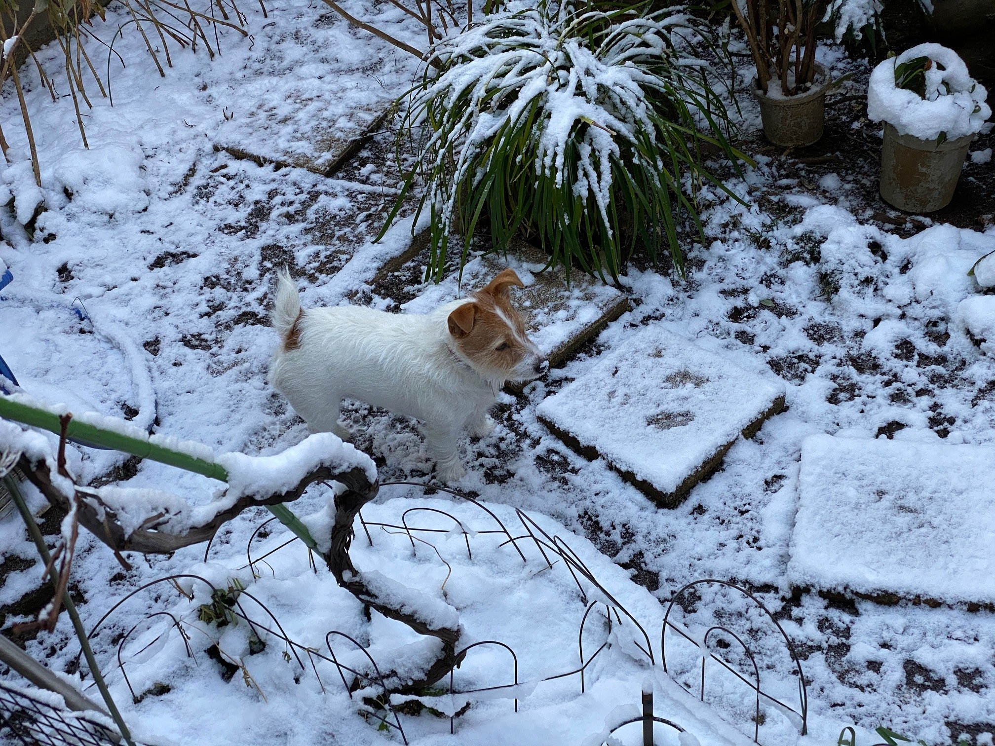 【初撮り】東京に初雪