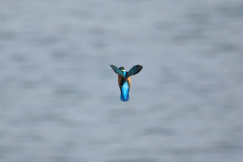 ウインド・ホバリング再び