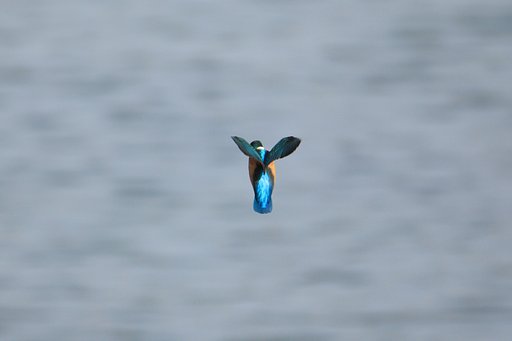 ウインド・ホバリング再び