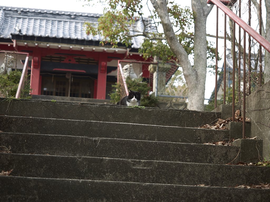 雑感⑤