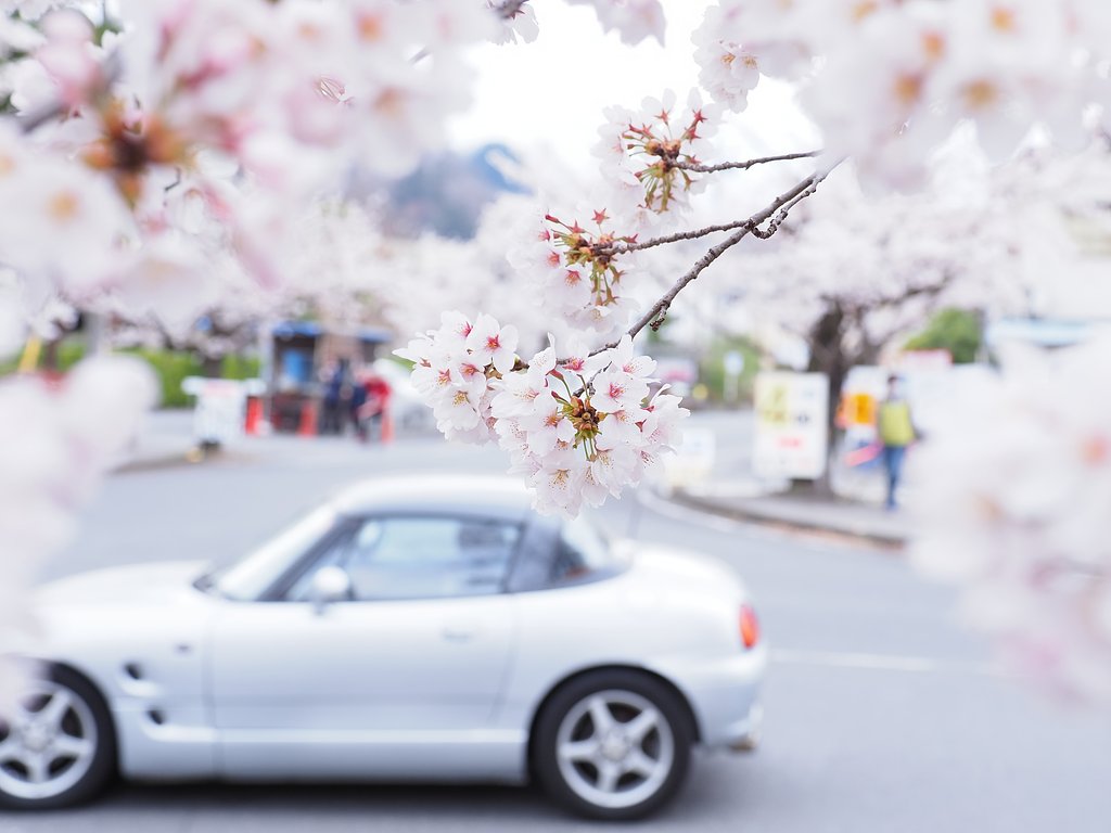雨に煙る桜並木