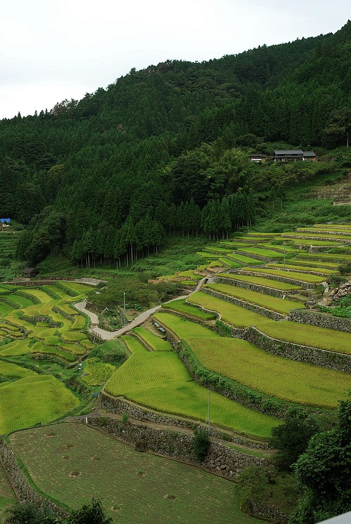 千枚田　No2