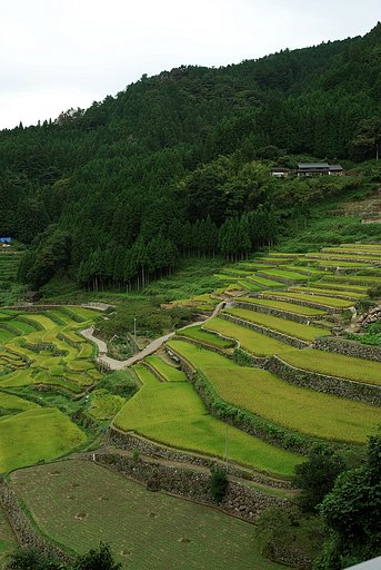 千枚田　No2