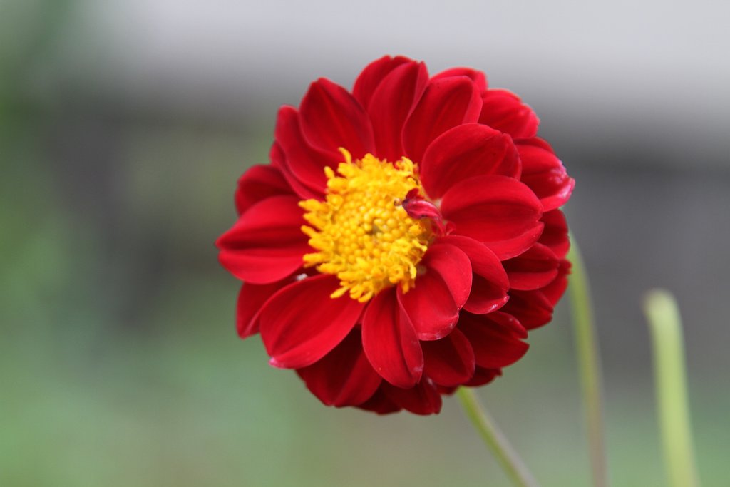 Tamron  28-300mm-F3.5-6.3【IF】Macro  A20
