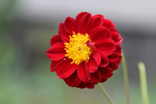 Tamron  28-300mm-F3.5-6.3【IF】Macro  A20