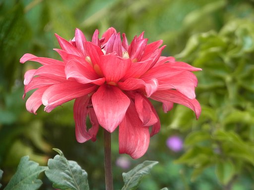 ダリアの花