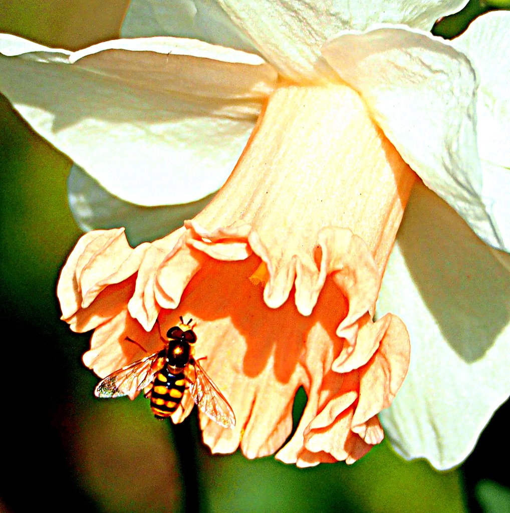 花にハナアブが・・