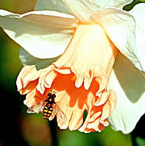 花にハナアブが・・