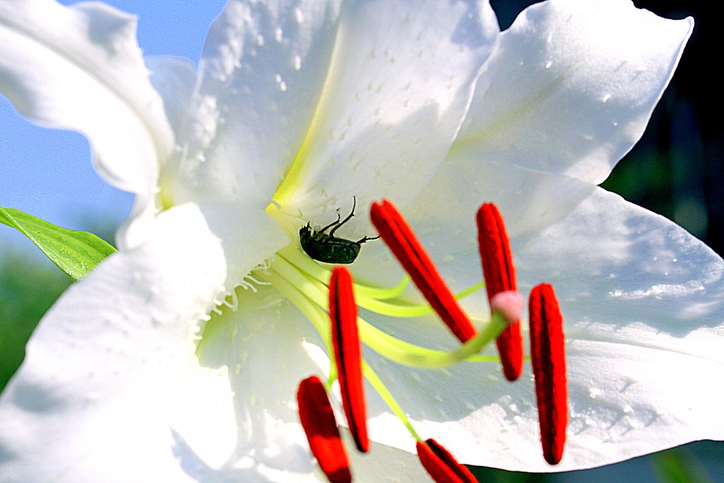 Tamron  90mm-F2.8 Macro F004