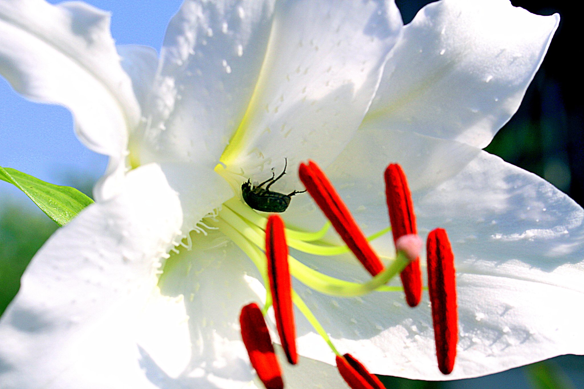 Tamron  90mm-F2.8 Macro F004