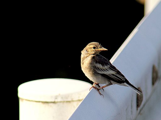 ハクセキレイの幼鳥　１