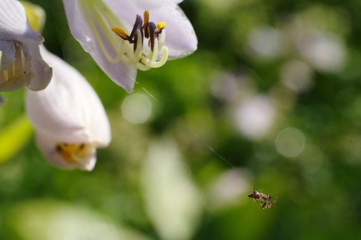 ギボウシの花とチビクモ