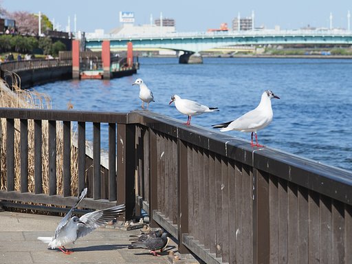 こんにちは。ハト派の皆さん！