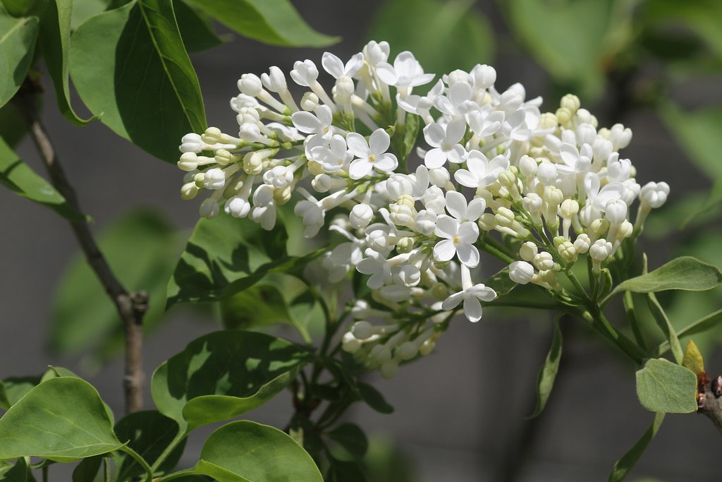 ライラック白花UP
