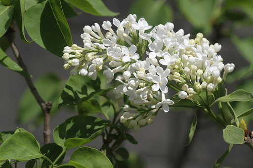 ライラック白花UP