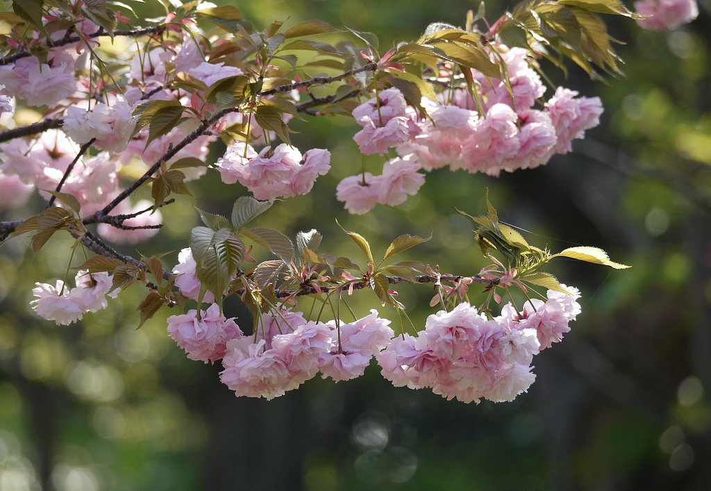 ボタン桜