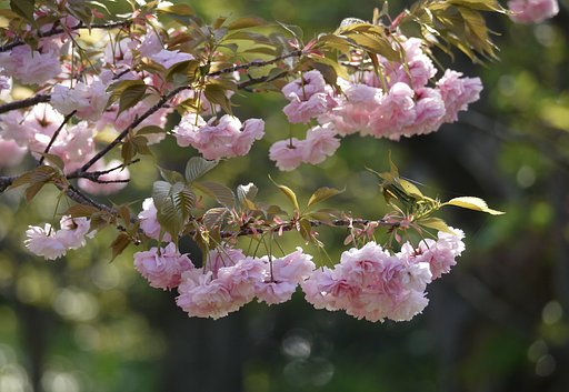 ボタン桜
