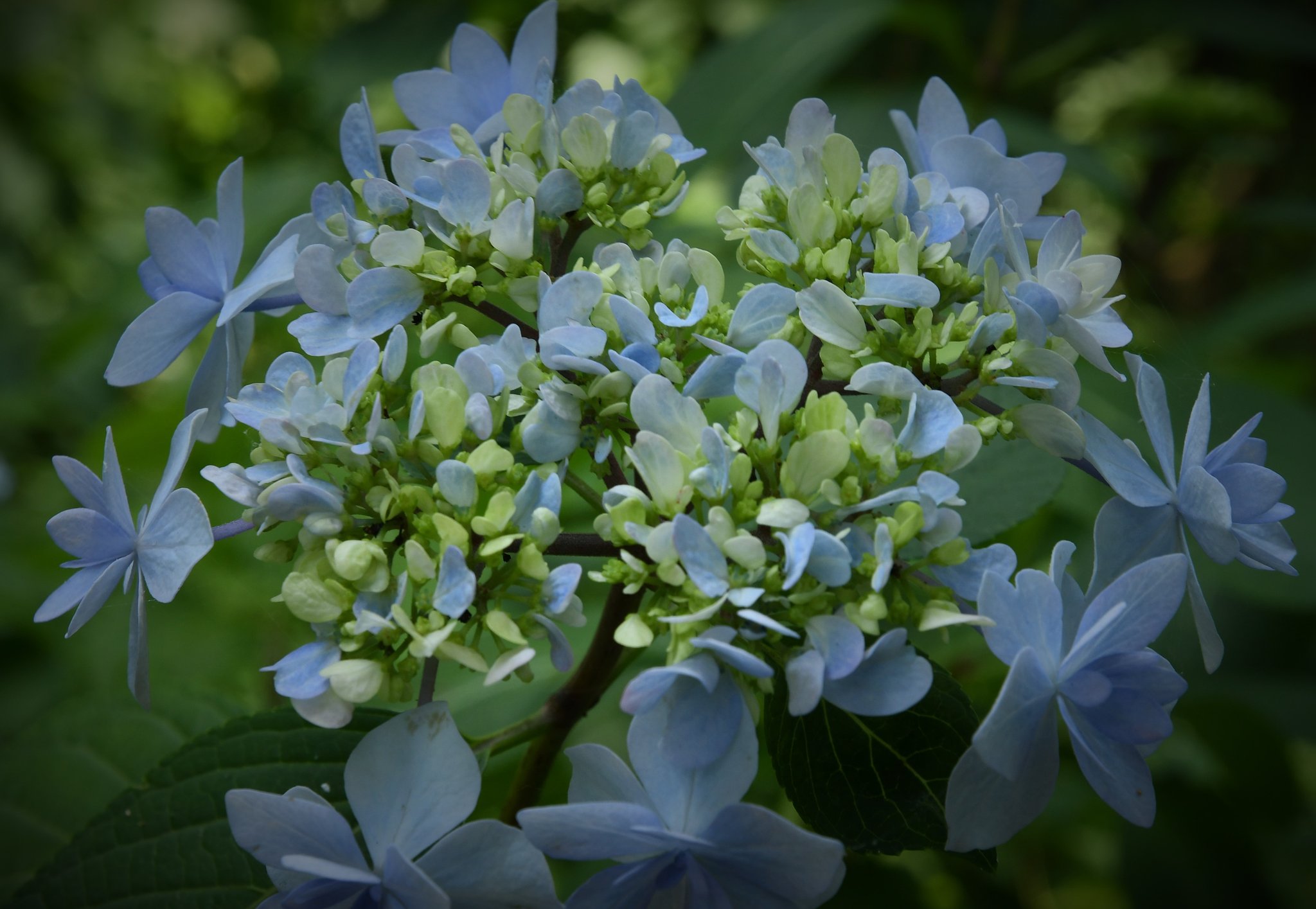 紫陽花