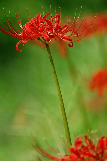 曼珠沙華もまたまた