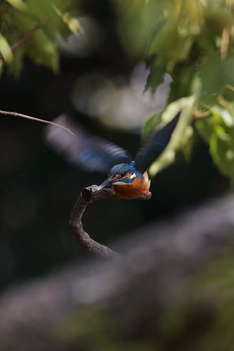 カワセミの翼開長