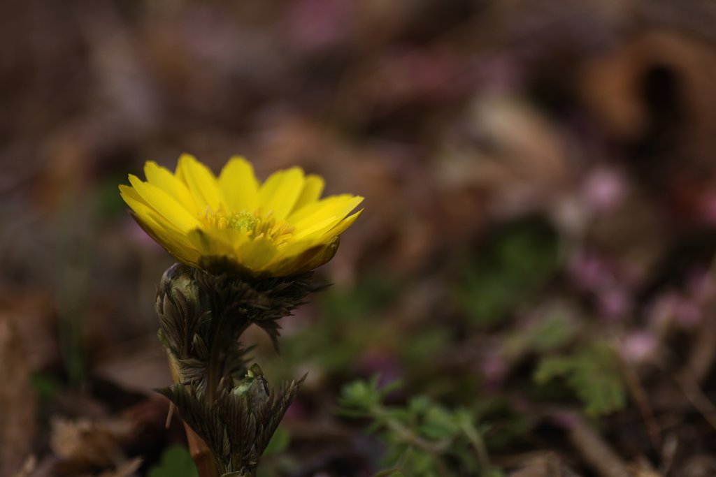 Tamron 90mm f2.8 macro 172E