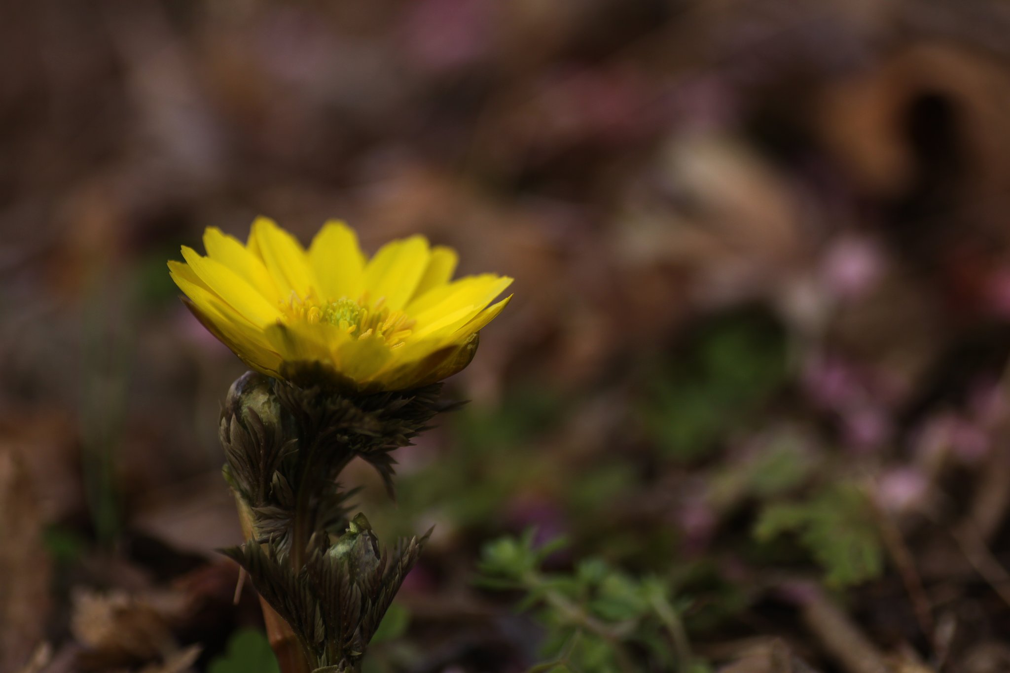 Tamron 90mm f2.8 macro 172E