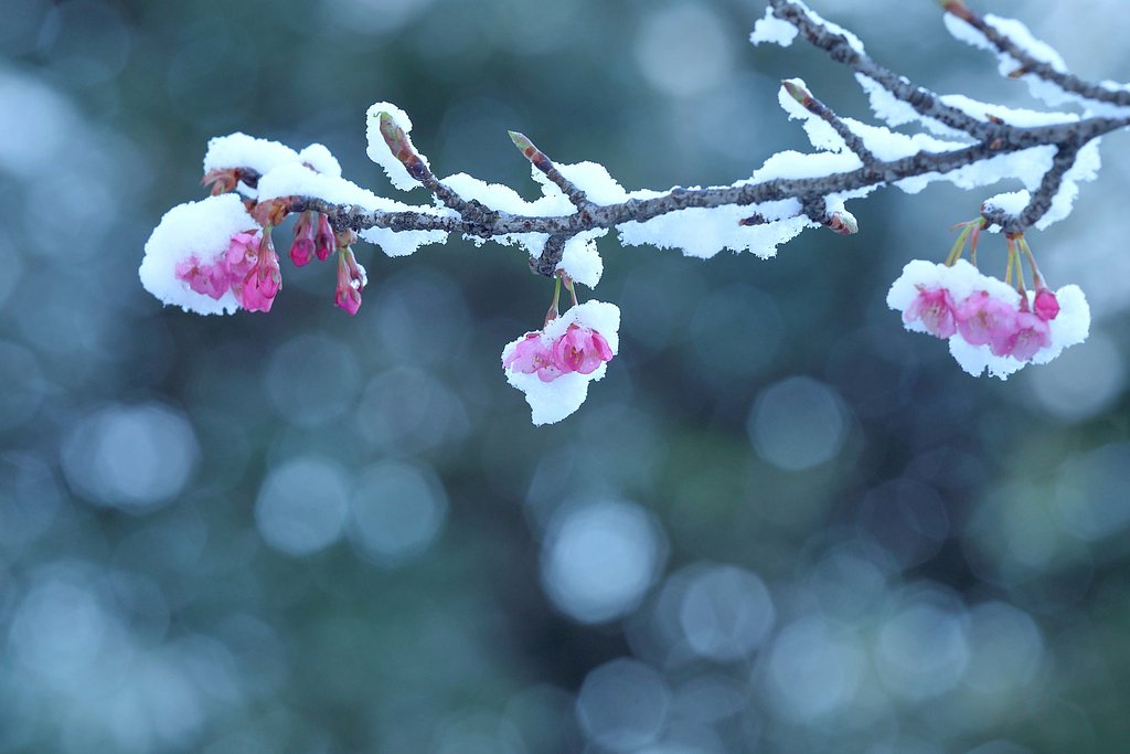 早咲きの桜