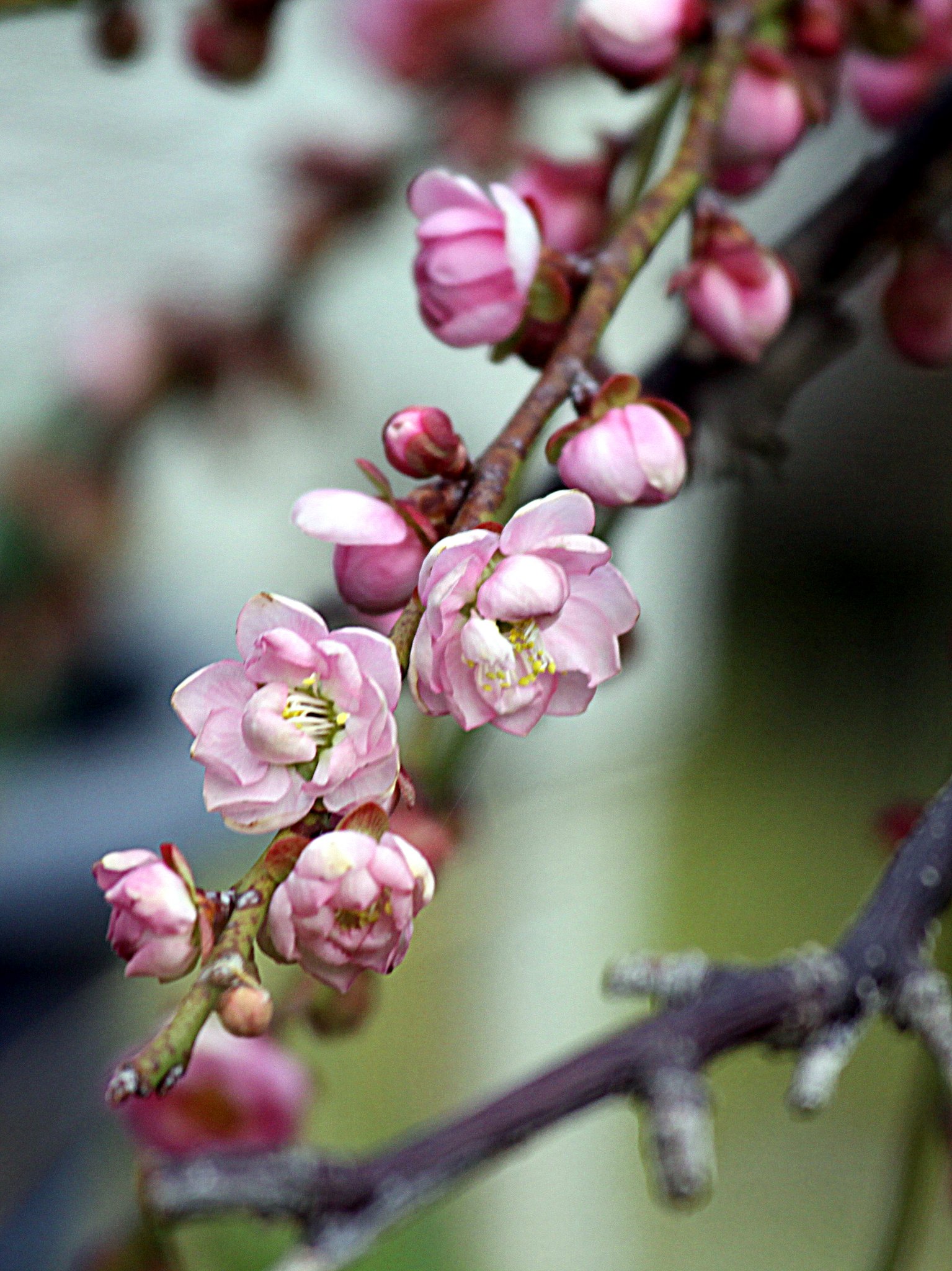【春の予感】梅の花が咲き始めました。