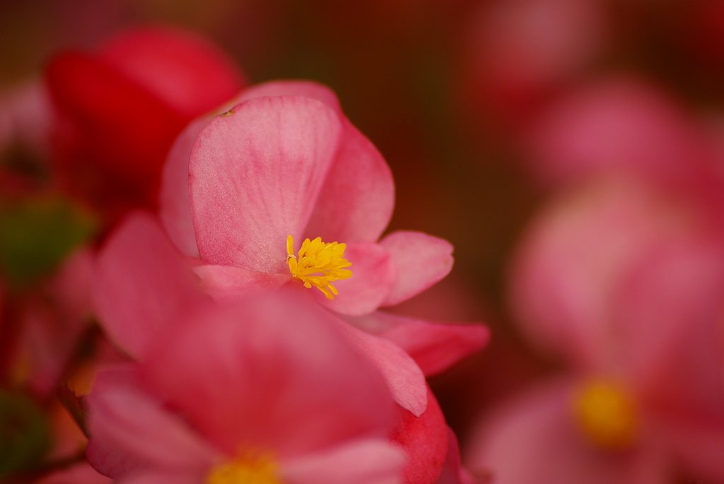 安いシグマでがんばる！