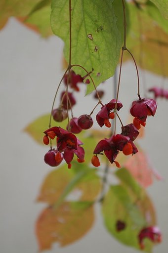 ツリバナ華麗に
