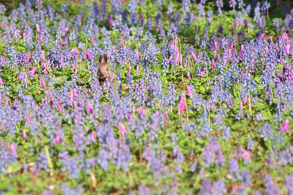 お花畑の中で朝食