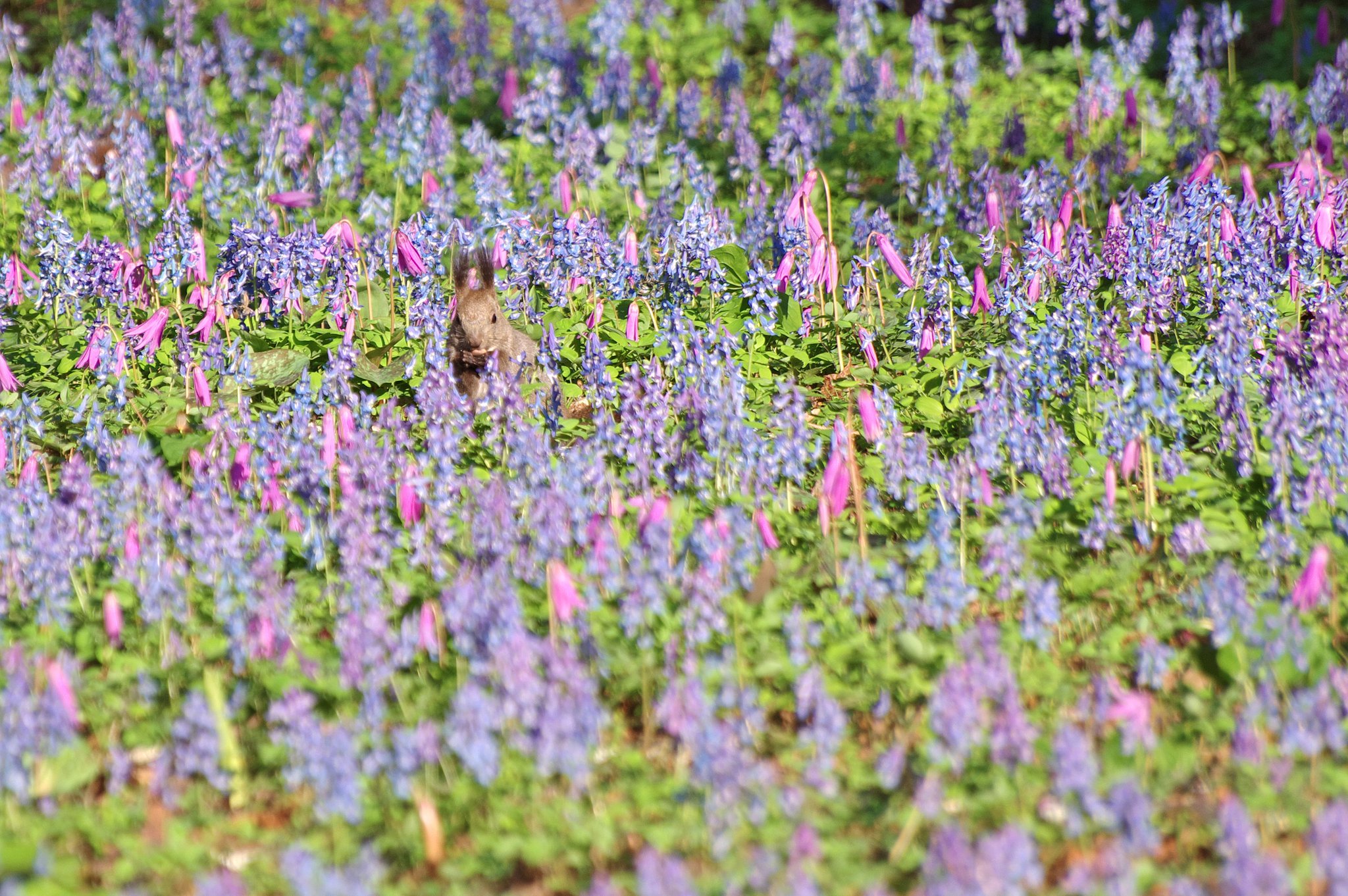 お花畑の中で朝食