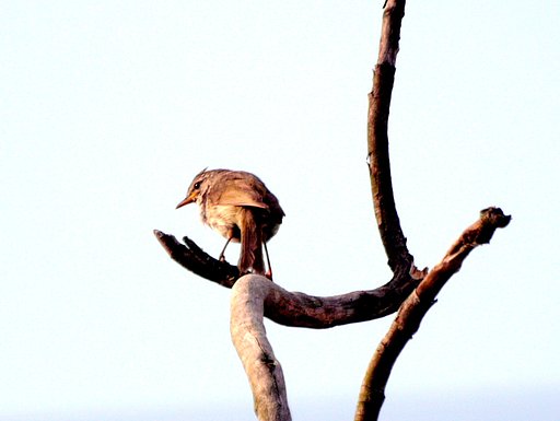 何の鳥かな