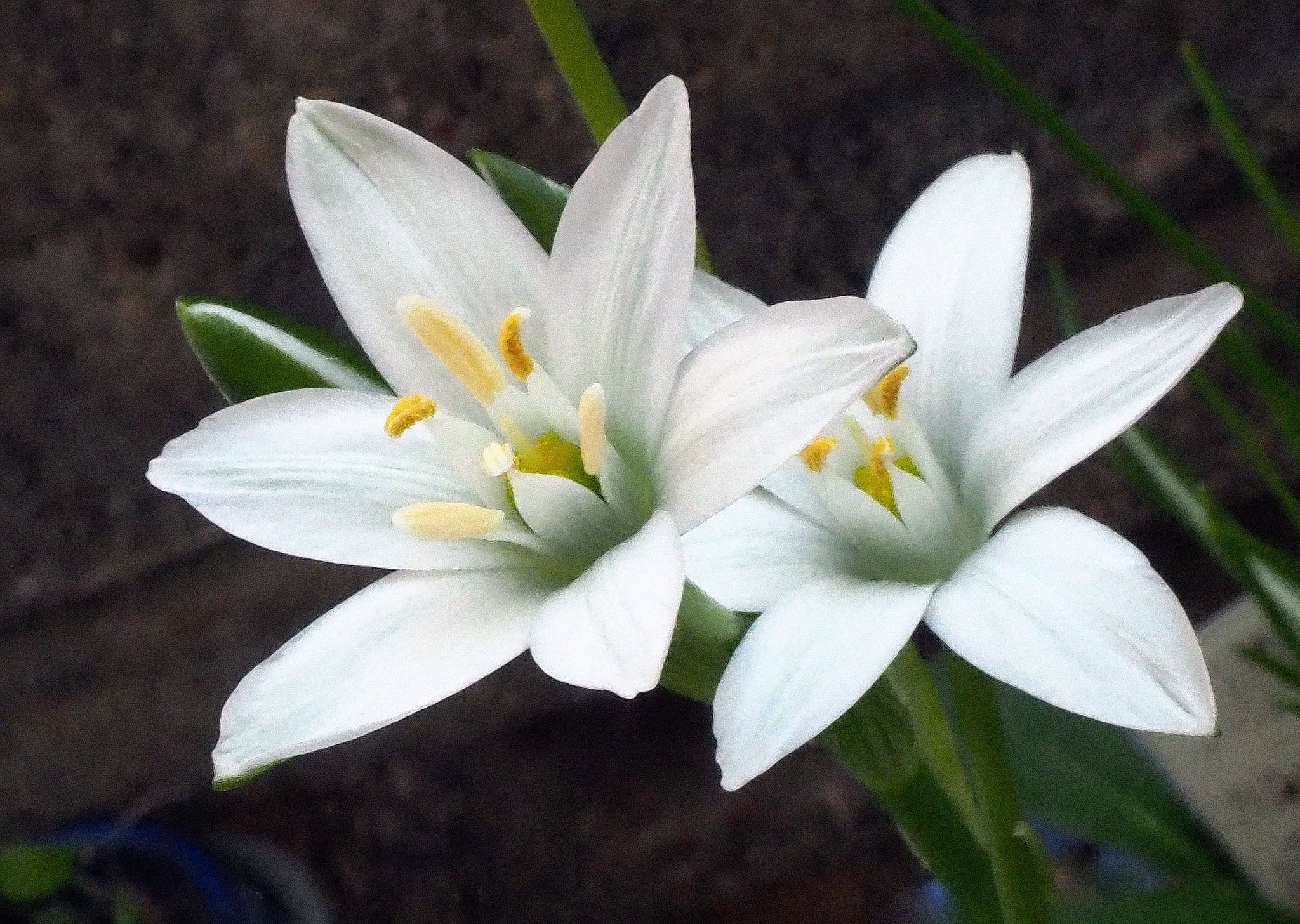 Ornithogalum umbellatum　